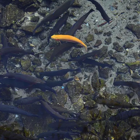 Sirena Ξενοδοχείο Tushemisht